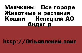 Манчкины - Все города Животные и растения » Кошки   . Ненецкий АО,Андег д.